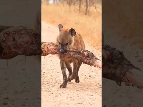 # nature#wildlife #animals #