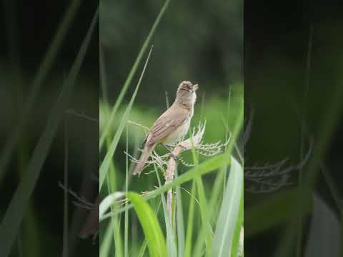 ものすごい声で鳴く鳥（オオヨシキリ）