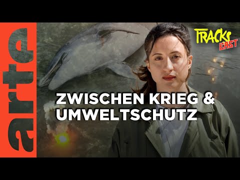 Delfinsterben, giftiger Staub und Müll - die Folgen des Krieges für die Umwelt | Tracks East | ARTE