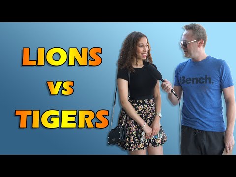 How come Lions and Tigers never get into fights? (Street Interviews)