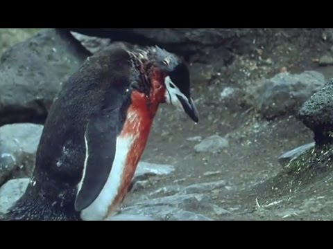 Heartbreaking! Ultimate Penguin Sacrifice - Life in the Freezer - BBC - UCwmZiChSryoWQCZMIQezgTg