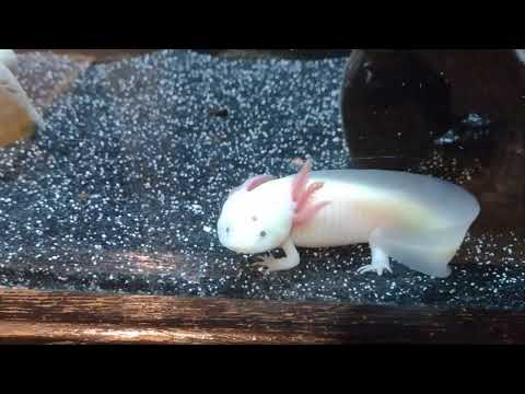 axolotl From Jess @manestailsfurandfins Manes Tails Fur and Fins Links https_//fishfam.link/manestailsfurfins

The Aquatic Morning Show Link