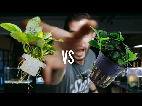 Tropica Pots vs Clips : Which one is better? WERBEVIDEO | Tropica just released a new way to buy aquarium plants — no pots, no rockwool, just c