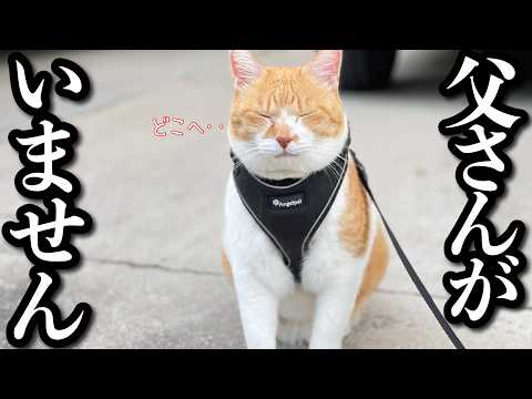 父が家族を残し旅へ‥置いてかれた猫のリアルな反応