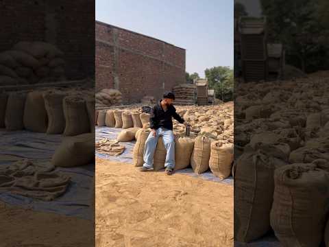 Bapu Zimidar #song #music #punjabimusic #punjabisong #comedy