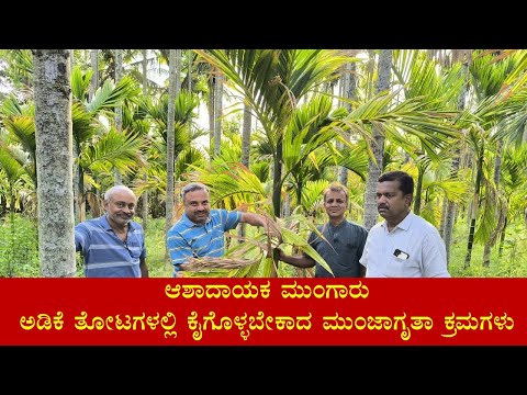 ಆಶಾದಾಯಕ ಮುಂಗಾರು - ಅಡಿಕೆ ತೋಟಗಳಲ್ಲಿ ಕೈಗೊಳ್ಳಬೇಕಾದ ಮುಂಜಾಗೃತಾ ಕ್ರಮಗಳು ( Precautions in Arecanut Garden)