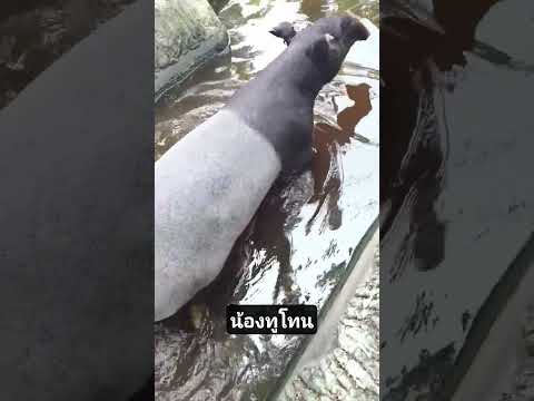 มีใครรู้ไหมว่าน้องชื่อจริงว่า?#กดติดตาม#petsmile#doctorchopetch#animal#doctorpatty&elon