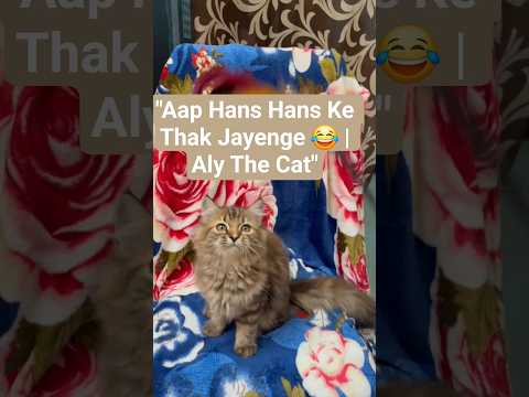 “Aly Ne Clear Bola Views Chahiye📢”#viral #cat #trending #viralvideo #shorts#youtubeshorts #catlove