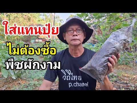 ใส่แทนปุ๋ยได้เลย!! ไม่ต้องซื้อ