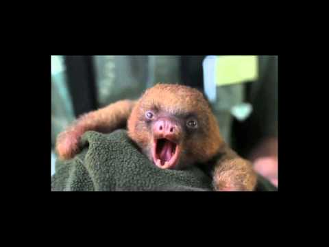 Best Cry Ever Adorable Baby Sloth Yawning