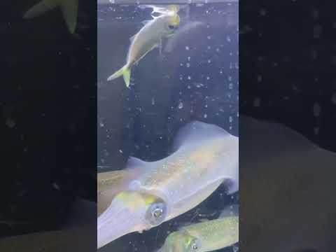 アオリイカはアジを捕まえると脊髄をかじり殺しますが、動かなくなると向きを変えアゴから食べ始め頭を落とします。映像のように急に放すことは珍しくありません。ヤエン釣りのご参考にして下さい。