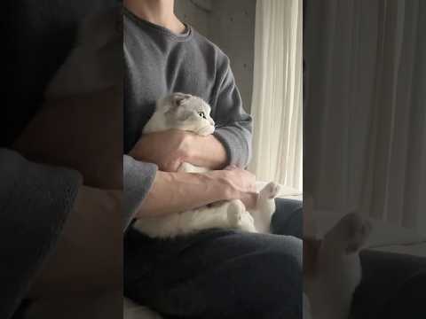 猫の動画サムネイル - 🫣 #cat #猫