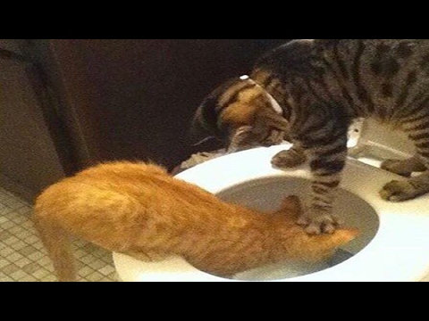 YOU SHALL NOT PASS WITHOUT LAUGH - The best CAT videos
