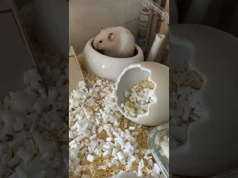 R7.9.13 家族になって1ヵ月。すくすく成長中#shorts #ハムスター#可愛い#癒し#小動物