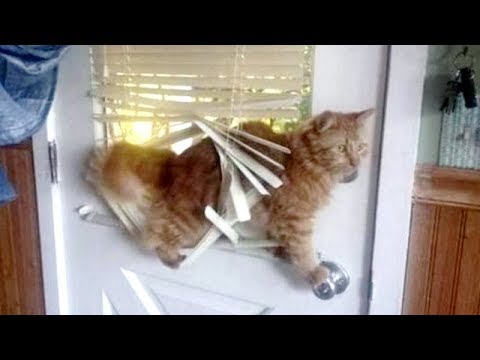Watch 100 TIMES, YOU WILL STILL LAUGH! - Funniest TROUBLEMAKING ANIMALS videos - UC9obdDRxQkmn_4YpcBMTYLw