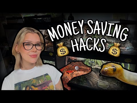 Reptile Keeping on a BUDGET? | Top 10 Money saving tips!..