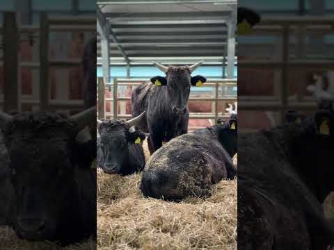 Vrei să înființezi o fermă de bovine de carne? 🐂📈