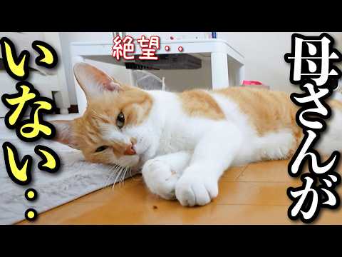 猫の動画サムネイル - 母の帰りを待ち続けた猫の行動が切なすぎる
