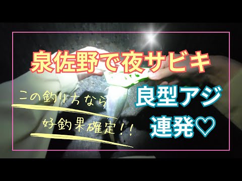 泉佐野の夜サビキが面白い！！～子アジ釣りの予定が良型アジ連発～