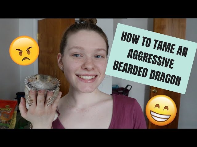 Why Is My Bearded Dragon Aggressive?