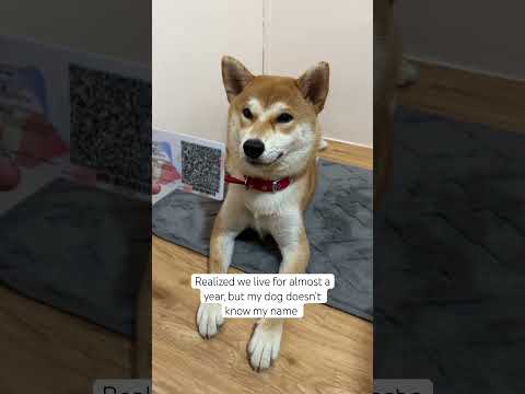 She’s not a fan of my name 🤭🐶🐾 #shiba #shibainu #dog #puppy #cute #theshibedoge