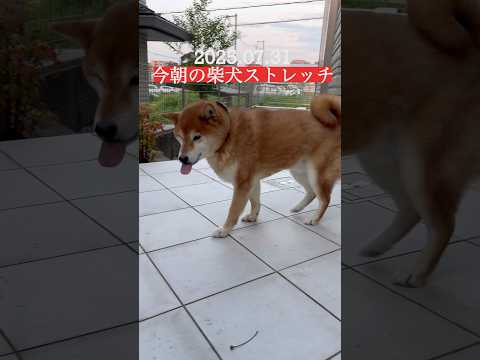 7月最終日🐶 #柴犬 #dog #わんこ #shibainu #doggie #stretch #yoga #ストレッチ #トレーニング #shiba #pet #routines #ヨガ #いぬ サムネイル