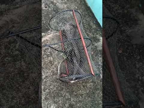 Đặt lờ bắt cá mà dính bé na rồi sao anh em….bé na này tên gì không biết luôn 😂😂