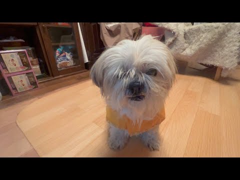 ナナちゃん虹の橋へ旅立ちました