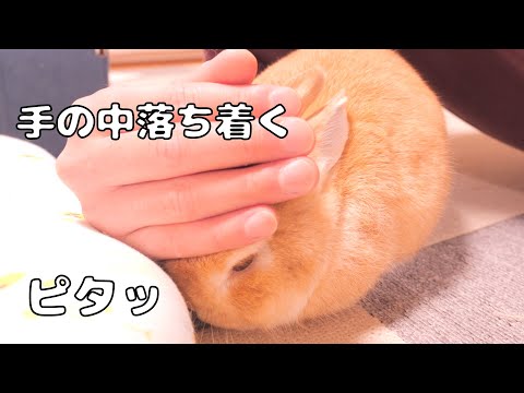 手の中が好きすぎて甘えん坊みたいに潜り込むムギが可愛すぎました【No.1763】