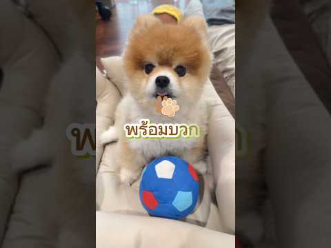 ก็มาดิครับ ⚽️⚽️ #pomeranian #football #น้องหมาปอม #dogs