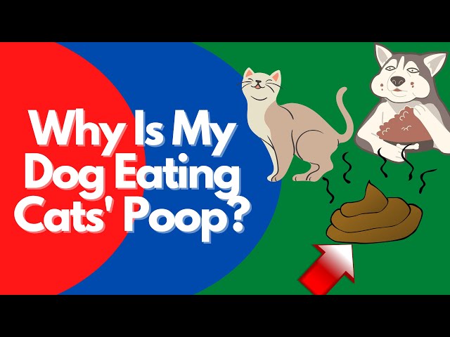 What Can Dogs Catch From Eating Cat Poop