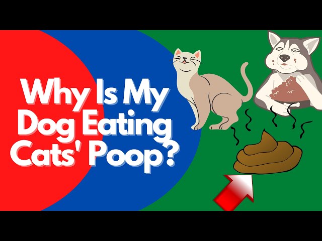Can Dogs Eat Cat Poop HayFarmGuy