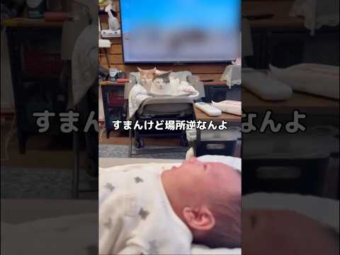 新しい子猫と先輩猫のほほえましいやりとり【短い癒し動画】 サムネイル