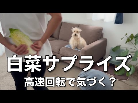 高速回転をする白菜に気づくのか!? レイクランドテリア