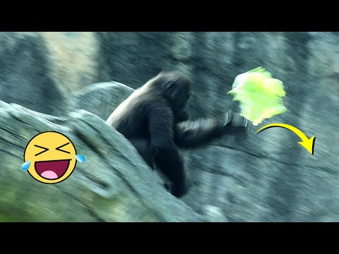 picky Gorilla Ringo threw veges,Tayari found veges with full hand,funny Jabali金剛猩猩Ringo敷衍吃菜Tayari滿手菜 サムネイル