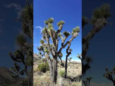 Exploring Joshua Tree with Oakley Meta HSTN Smart Glasses 🌵🌄🎸#oakley #metaglasses #joshuatree