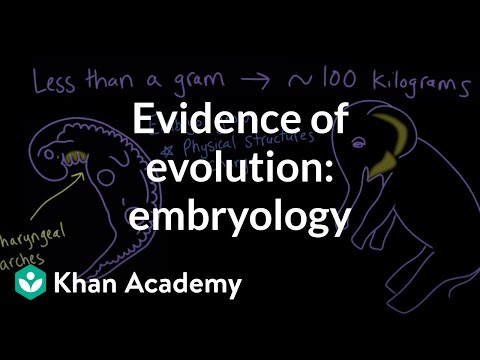 Evidence of evolution: embryology | Evolution | Middle school biology | Khan Academy