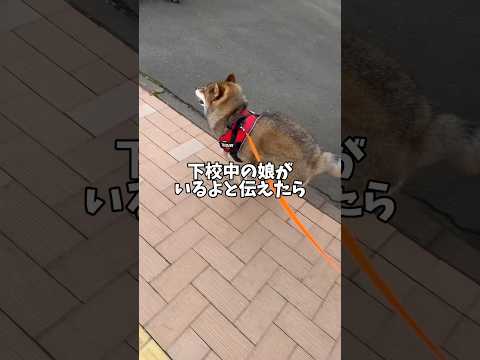 家族を見つけた柴犬の感動的なリアクション サムネイル