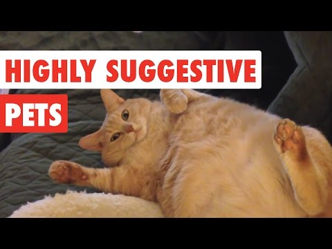 Highly Suggestive Pets | Funny Pet Video Compilation 2017 - UCPIvT-zcQl2H0vabdXJGcpg