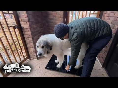 それぞれ理想体重達成のアランとベルとリリーです　Great Pyrenees　グレートピレニーズ