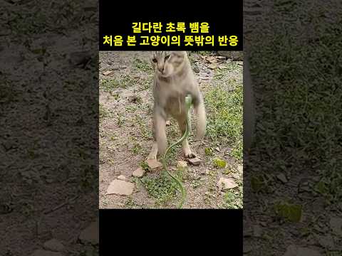 길다란 <strong>초록</strong> 뱀을 처음 본 고양이의 뜻밖의 반응