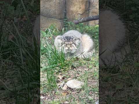 那須どうぶつ王国のボルくんのかわいい寝言動画【2023年11月撮影】 サムネイル