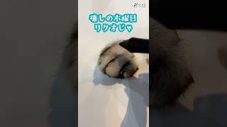【個人勢 #Vtuber 】猫を描いてみたのじゃ♪  #猫動画 #cat #アメショー #アメショーのリクオ【#Shorts】