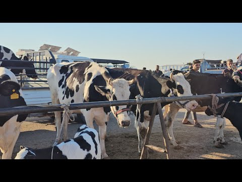 سوق البقر في معرة مصرين نزل بقر الحليب عل سوق بتاريخ 9/11لتواصل 0997192642