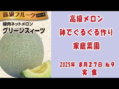 高級ネットメロン #メロン 🍈【  #グリーンスイーツ  】 No9実食/鉢でぐるぐる作りベランダでも簡単あんどん仕立てで空中栽培 #家庭菜園　2025年8月27日