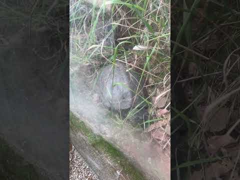 クサガメ 飯田市立動物園 Chinese pond turtle