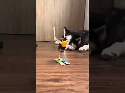 Go! #perro #tutorial #husky #robotics #corrienteelectrica #electronics #roboticseducation #viral