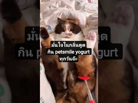โยเกิร์ตแมวเจ้าแรกของไทย #อาหารแมว#petsmile https://shop.line.me/@petsmile/product/1007290637