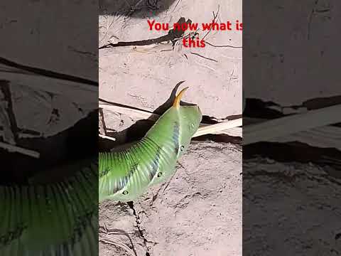 what is this tell me now now #billion#shortvideo