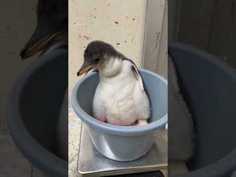 猫の動画サムネイル - 6/2ふ化🐣ジェンツーペンギン生後20日目